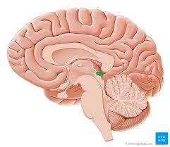 The lymphatics of the head, face, and neck. Pineal Gland Anatomy Histology And Blood Supply Kenhub
