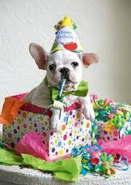 Funny Happy Birthday Wishes In French Happy Birthday Party French Bulldog Dog Birthday Happy Birthday Dog Happy Birthday Pictures
