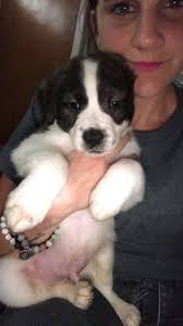 Marshall the Golden Retriever Turns 5