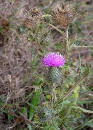 The true thistles, unlike other thistle genera, true thistles have feathered hairs attached to their achenes. Cirsium Wikipedia