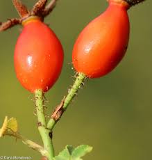 Image result for Cissus rubiginosa