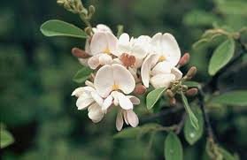 Image result for Baphia massaiensis