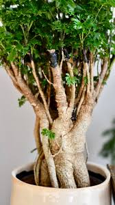 Image result for Polyscias fruticosa