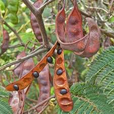 Image result for Acacia kamerunensis