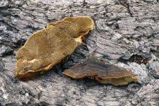 Image result for Phellinus pini