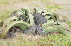 Image result for Eriosema vanderystii