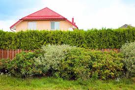 Some of the most popular evergreen privacy shrubs are hollies (ilex) and arborvitaes (thuja). The Best Shrubs For Creating Hedges Gardener S Path