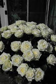 witte rozen historische tuin aalsmeer rose cake desserts