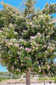 Image result for Lagunaria patersonia