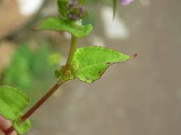 Image result for Persicaria nepalensis