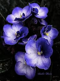 Menekse Afrika Meneksesi Balikesir Cicek Cesitleri Hizli Teslimat African Violets Plants African Violets Violet Flower