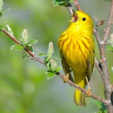Bird calls that sound like words. Bird Song