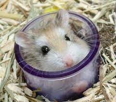 How To Change A Hamster S Sleep Cycle Cuteness