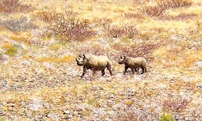 Image result for Commiphora angolensis