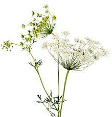 Floral Design Institute Queen Anne S Lace Delicate White Compound Lace Like Flower Clusters 3 To 6 Inches Across