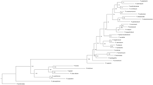 Image result for Petalidium englerianum