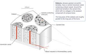 Cortical bone forms a dense cylinder down the shaft of the bone surrounding the central marrow cavity. Bone Anatomy And Physiology Bone And Spine