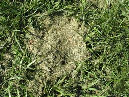 Maybe you would like to learn more about one of these? Lawn Problems Zoysia Grass