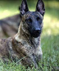 Dutch Shepherd Dutch Shepherd Dog Malinois Puppies Malinois Puppies For Sale