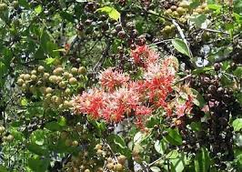 Image result for Lawsonia inermis