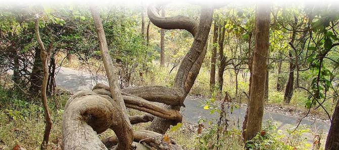 Nature Trails-Sanjay Gandhi National Park