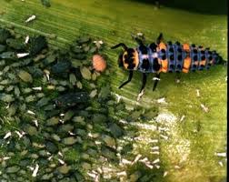 If it is winter, keep your ladybugs in their habitat during their entire life span. How To Attract Ladybugs In The Garden Ecovillage Europe