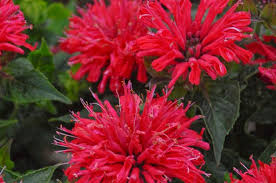 Monarde Pardon My Cerise Parfaite En Bordure Ou En Contenant Cette Etonnante Monarde Produit De Superbes Fleu Full Sun Perennials Bee Balm Amazing Flowers