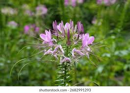 Image result for Cleome houtteana