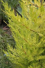 Image result for Cupressus macrocarpa
