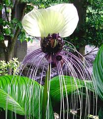 Tacca Nivea Weisse Schlagerblume Blumen Malen Blumen Pflanzen Pflanzen Ungewohnliche Blumen