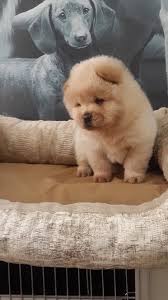 Chow Chow Ucretli Sahiplendirme Chow Chow Ucretli Sahiplendirme Kopek Kopekseverler Kopeksahiplendirme Kopekyavrus Chow Chow Evcil Hayvanlar Kopek