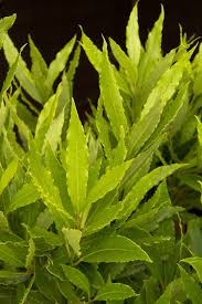 Image result for Launaea rarifolia