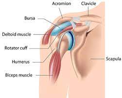 Dr.g bhanu prakash animated medical videos. Understanding The Anatomy Of The Shoulder Bodyheal