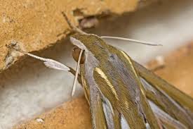 Image result for Hippotion celerio