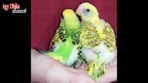 We did not find results for: Kawin Silang Lovebird Dan Parkit Youtube