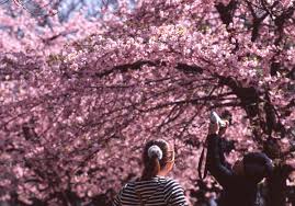 Sakura Tokyo The 10 Best Cherry Blossom Spots You Need To Visit A cherry blossom is a flower of many trees of genus prunus. the 10 best cherry blossom spots you
