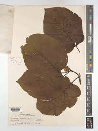 Image result for Burttdavya