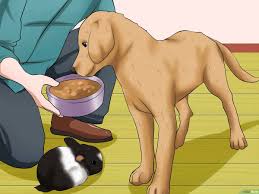 4 Formas De Presentar A Un Perro Y A Un Conejo Wikihow