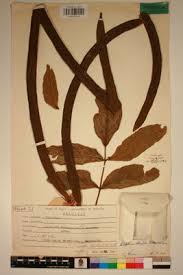 Image result for Markhamia obtusifolia