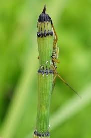 Image result for Equisetum ramosissimum