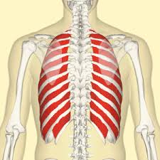 The human back extends from the buttocks to the posterior portion of the neck and shoulders.it is opposite from the chest, and the vertebral column runs down the back. What Can You Do To Release Muscle Tightness And Discomfort Around Your Ribcage Total Somatics