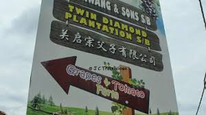 Nestled on 60 hectares of land, the vineyards cultivate the 'kyoho' variety of grapes, which are sweet. B9cym1qnntd8fm