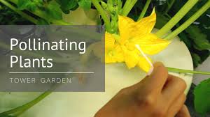 A single zucchini can yield new crops without needing another plant. Flowers But No Fruit Try Hand Pollination