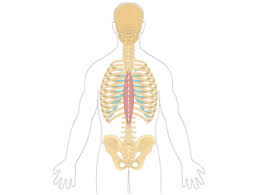 Tutorials on muscles that act on the abdomen (abdomen muscles), using interactive. Back Muscles Anatomy Muscles That Act On The Back