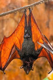 Giant Flying Fox Bat Pteropus Vampyrus Maharajah Jungle Trek Disney S Animal Kingdom Walt Disney World Resort Fox Bat Bat Species Animal Kingdom Disney