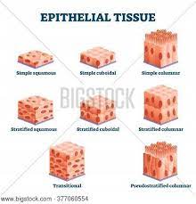 Maybe you would like to learn more about one of these? Epithelial Tissue Vector Photo Free Trial Bigstock