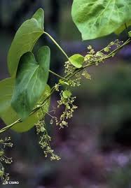 Image result for Cissampelos