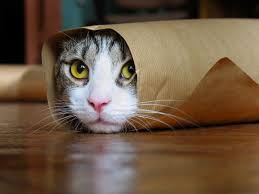 Image result for funny animals pictures