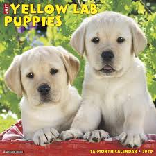 No need to register, buy now! Just Yellow Lab Puppies 2020 Wall Calendar Dog Breed Calendar Willow Creek Press 9781549208362 Amazon Com Books