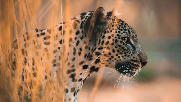 Saudi Arabia wants leopards to roam free once again | The National